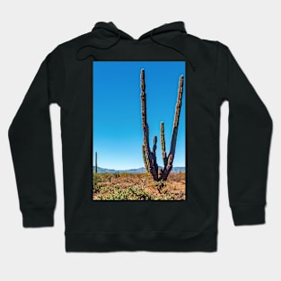 Cacti, Baja Sur, Mexico Hoodie